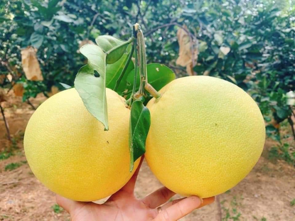 Bưởi Phúc Trạch 